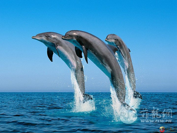 The-best-top-desktop-dolphin-wallpapers-hd-dolphins-wallpaper-3.jpg