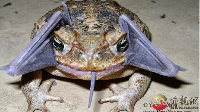 cane-toad-bat.jpg
