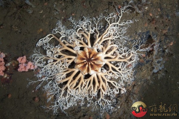 滑行海星：這種海星名叫Gorgon's Head，因為其捲鬚的形狀與蛇髮女妖美杜莎的頭髮一樣。牠是白海裡最大且最 ...