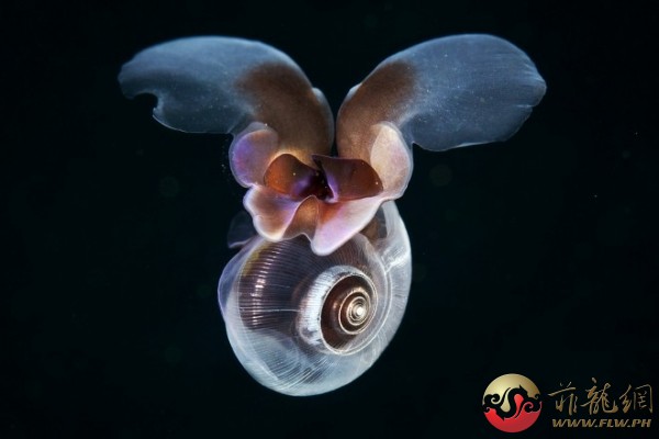 海蝴蝶：這是一種名為Limacina helicina的海蝴蝶。牠一般生活在黑暗的殼中，上方的兩個像『耳朵』一樣的側 ...