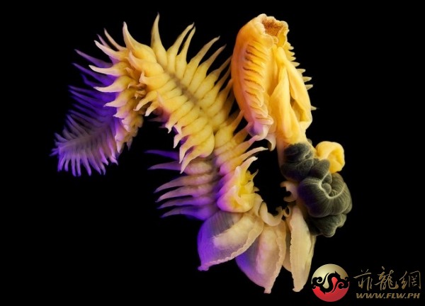 螢火蟲：這種穴居的蠕蟲名為Chaetopterus cautus，而下圖中展示的這個外形尤為奇特。牠像是一個奇異的花朵 ...