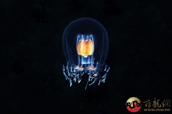 奇特的水母：下圖中展示的是一種名為Bougainvillia superciliaris水螅水母，牠的身長僅有1公分，外形與果凍 ...