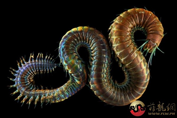 穴居蠕蟲：這種多毛蟲名為Alitta virens，一般生活在海底。