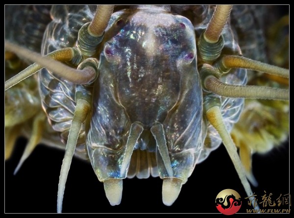 怪物蠕蟲：這個擁有四隻眼睛的蠕蟲名為Nereis virens。從這張特寫的照片中我們可以清楚的看到牠的眼睛、觸 ...