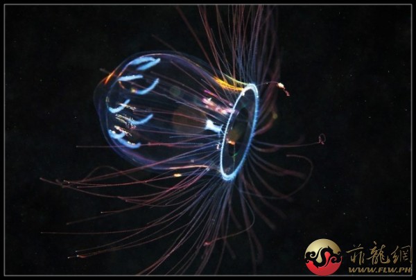 閃爍的透明水母：這是一種微型的水螅水母。牠在水中看起來非常的漂亮，因為除了紅色的觸須外，牠身體的其他 ...