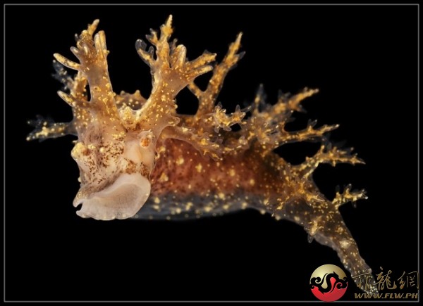 海樹：下圖中展示的是一個名為的Dendronotus frondosus海蛞蝓。在白海裡，你會發現各種顏色的海蛞蝓，有白 ...