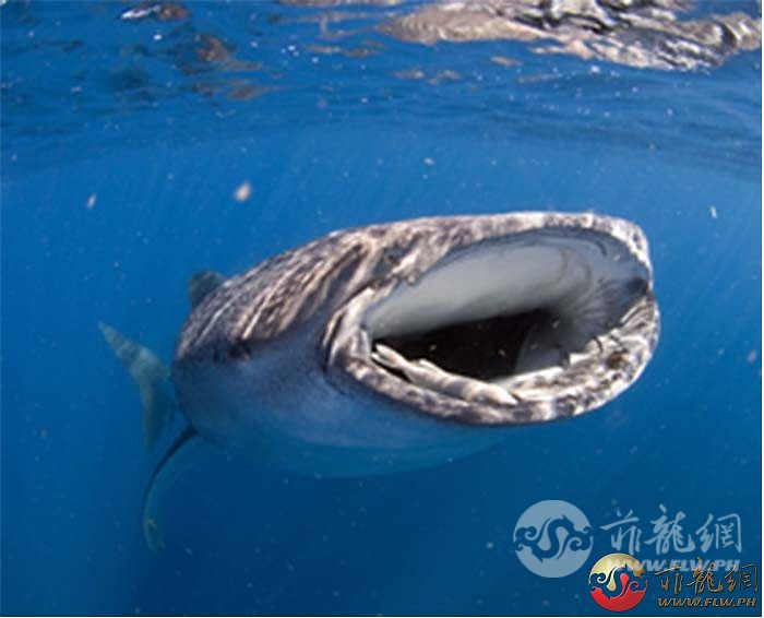 whale-shark-feeding-120107-675744-.jpg
