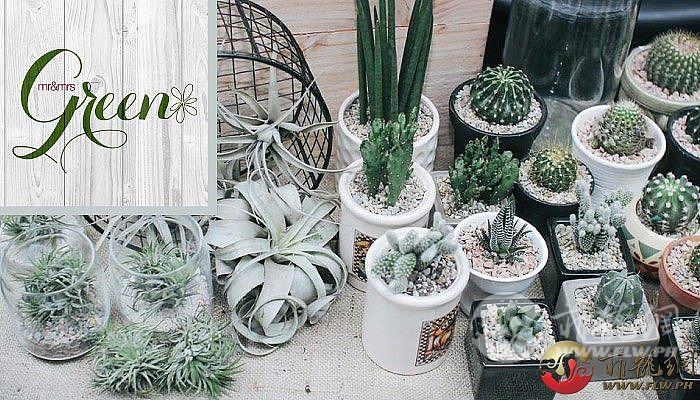 Succulents-Philippines-Mr-and-Mrs-Green.jpg
