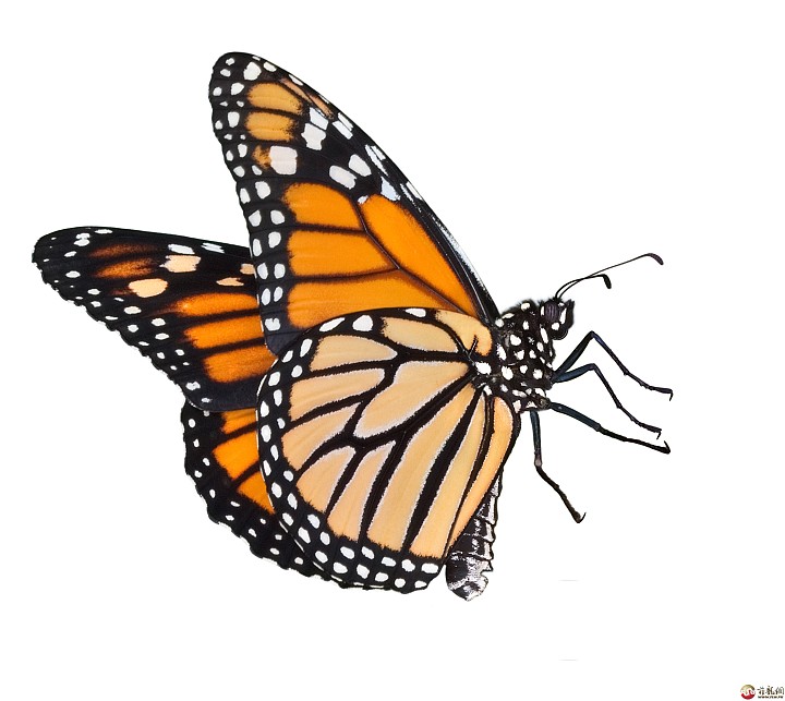 00ee69805a33680a6523fb21c507dc0f_images-for-monarch-butterfly-monarch-butterfly-.jpeg