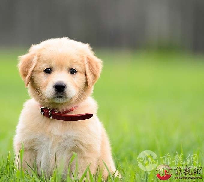 impossibly-cute-puppy-8.jpg