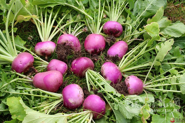 Pickled-Turnips-6.jpg