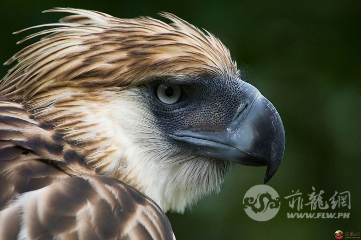 Philippine-eagle.jpg