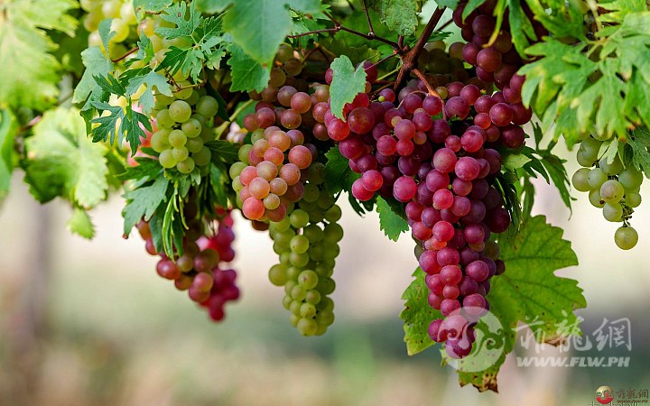 nature-beautiful-grapes-high-definition-full-screen-wallpaper-image-download.jpg
