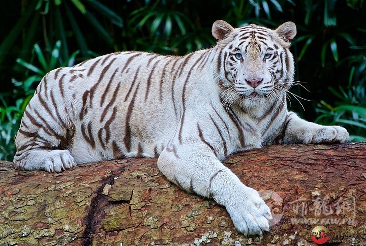 White-tiger-2407799_1280.jpg