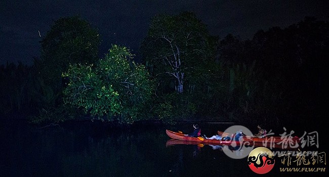 1498800966_0Fireflies-lighting-up-the-mangroves-like-Christmas-trees-photo-Julia.jpg