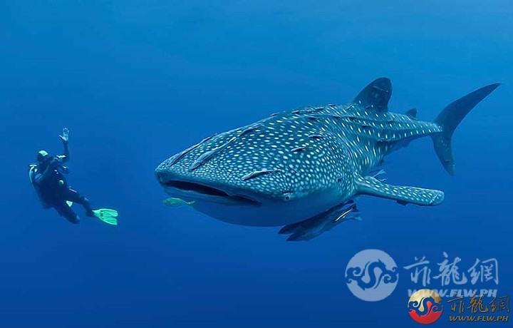 scuba-diving-with-the-whale-sharks-in-oslob.jpg