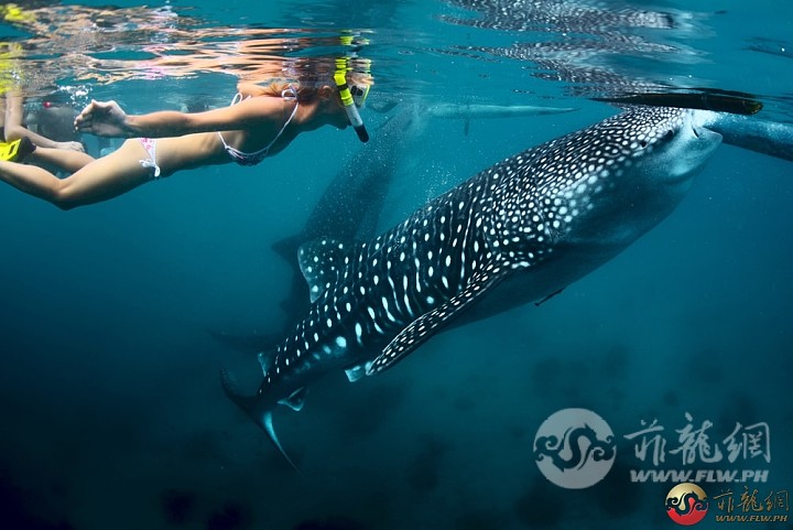 snorkeling-with-the-whale-sharks.jpg