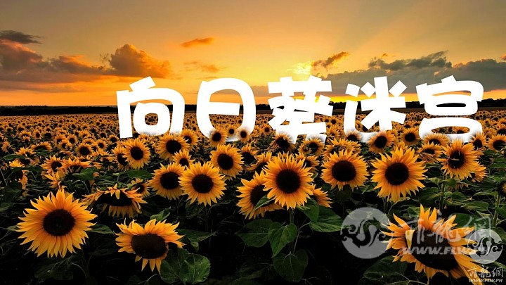 Beautiful-Sunflower-Wallpaper-999x562.jpg