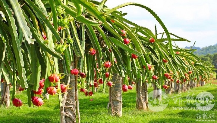 binh-thuan-dragon-fruit-farms-phan-thiet-mui-ne-vietnam-tourist.jpg