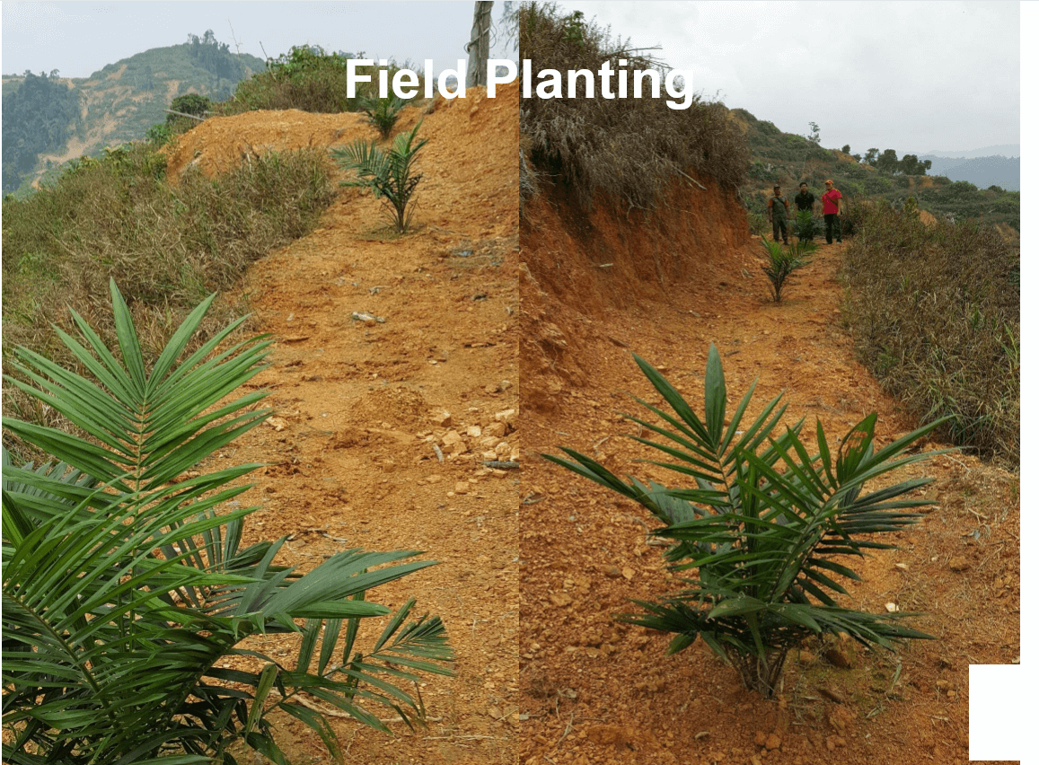 field plant.PNG
