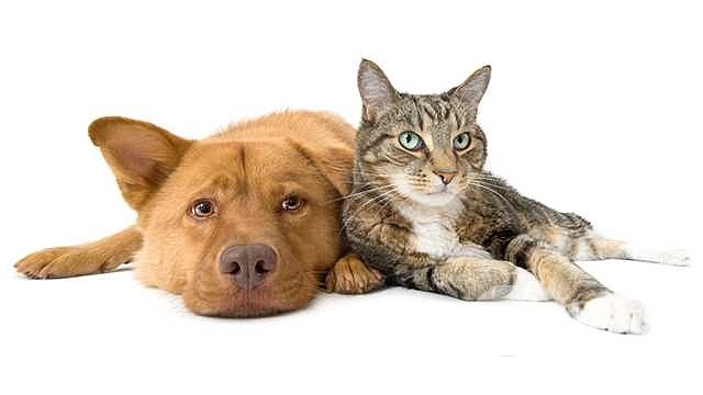 597645-wbal-pets-dog-cat-1566848435.jpg