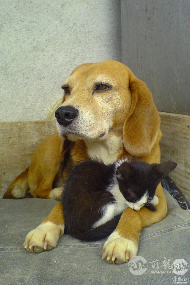 Beagle_and_sleeping_black_and_white_kitty-01.jpg