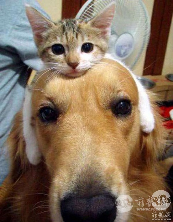 cat_on_dogs_head.jpg