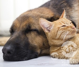 cat-and-dog-friends-thinkstock-461917223-335lc061114.jpg