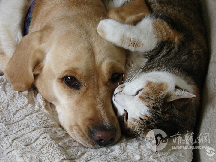Cat-And-Dog-Friendship-Desktop-Wallpaper.jpg