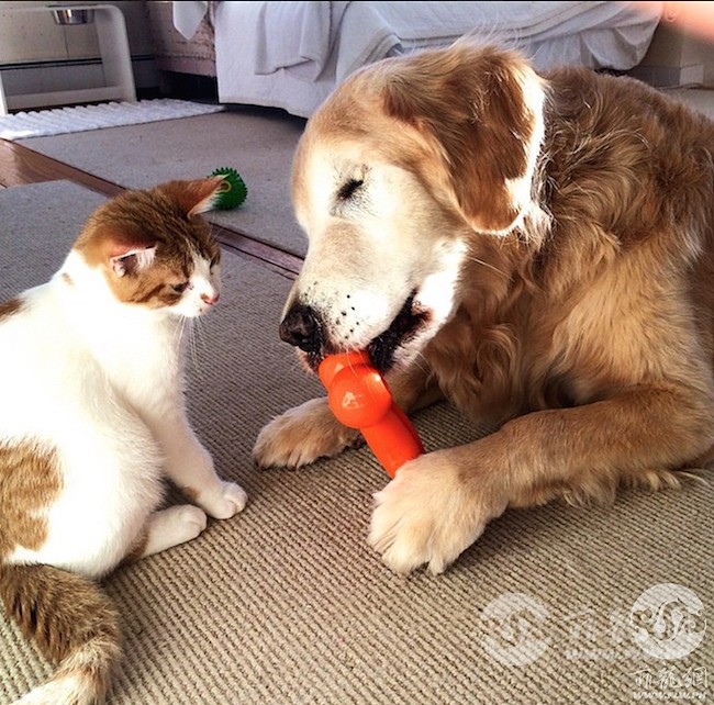 cat-dog1.jpg
