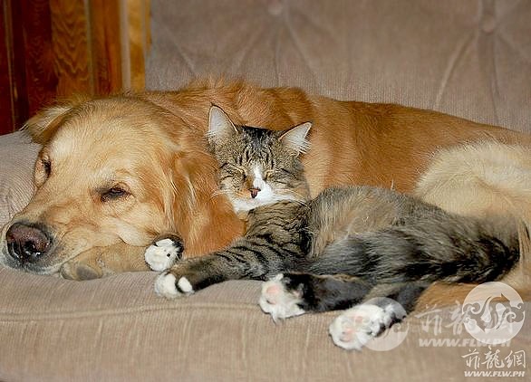 catdogfriends.jpg