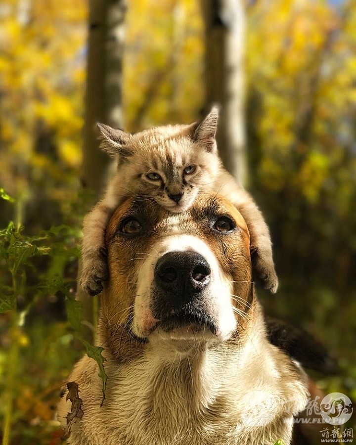 cat-dog-travel-together-henry-baloo-11.jpg