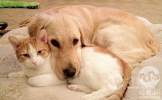 cats_dogs-image.jpg