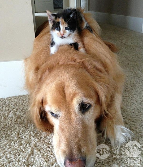 cute-cats-sleeping-on-dogs-16__605.jpg