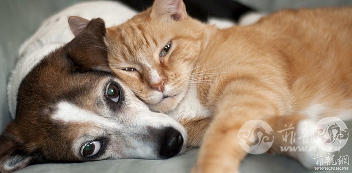 dog-and-cat.jpg
