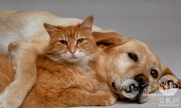 dog_cat.jpg