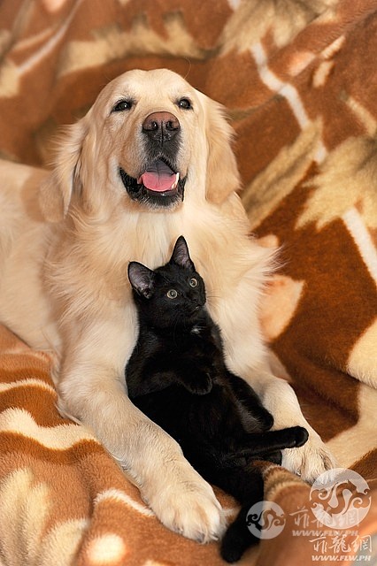 dog-and-cat-2908810_640.jpg