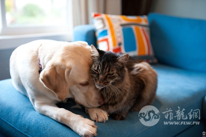 dogandcat-5719812d5f9b58857da7374f.jpg
