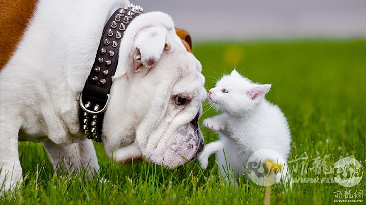 DogAndCatMeet850.jpg