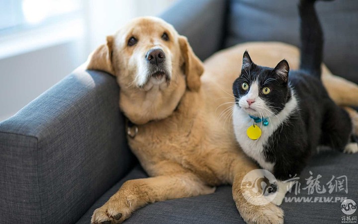 dog-and-cat-SMARTER1117.jpg