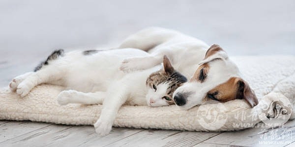 Dog-and-cat-welfare-mobile-banner-600x300-fit-constrain-q70-mobile_banner_image.jpg