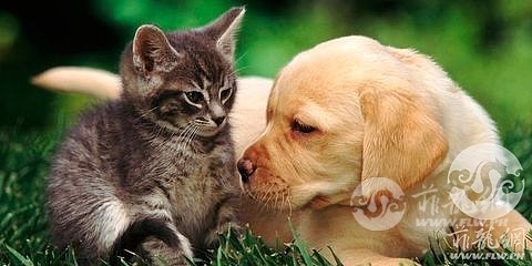 dog-cat-1534419543.jpg
