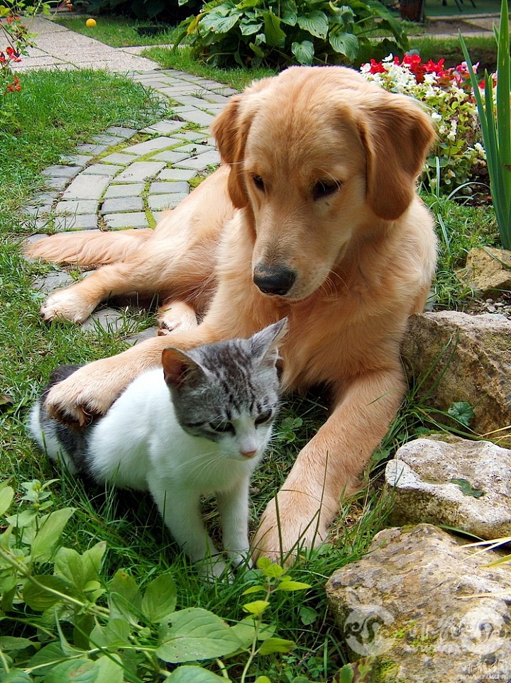 dog-cat.jpg