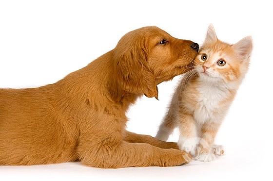 dog-cat-cutout-images.jpg