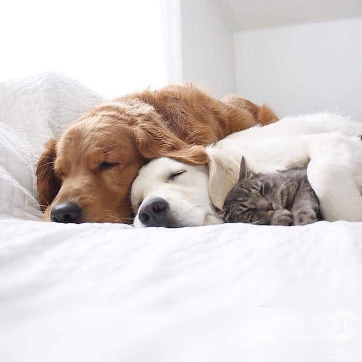 dogs-and-cats-friends-4.jpg