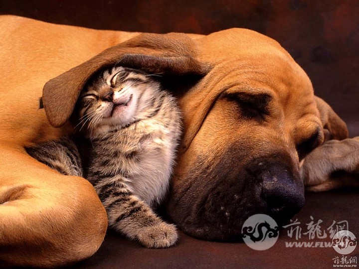 dogcatsleeping.jpg