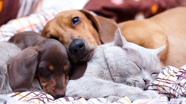 DogsCatsSnuggling850.jpg