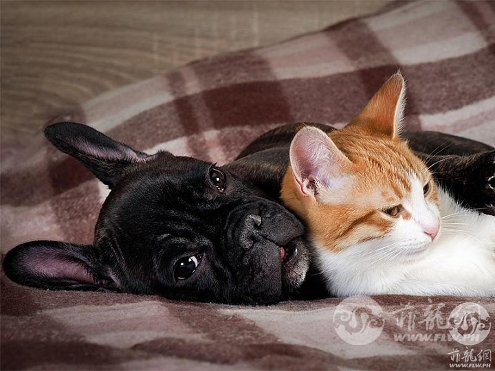 dogs-and-cats-header.jpg