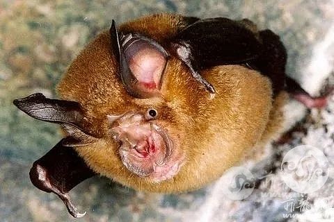 石正丽团队2年前已发现蝙蝠冠状病毒感染人现象