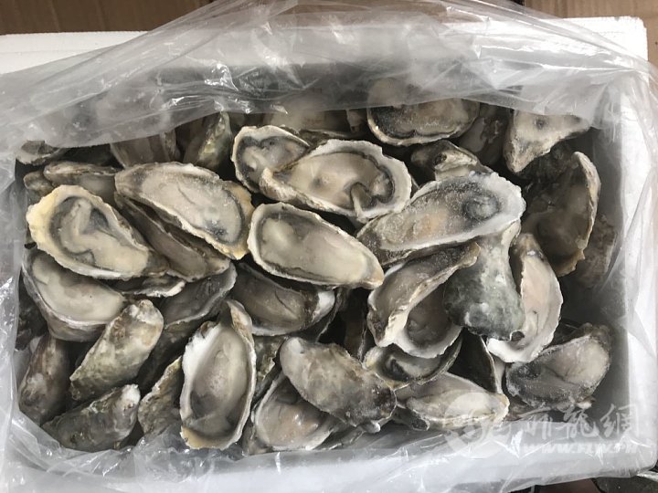 Frozen-Oyster-Meat-Top-Quality-Lived-Oyster-Whole-Sale-Price.jpg